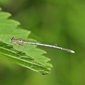 Blaue Federlibelle (Platycnemis pennipes)